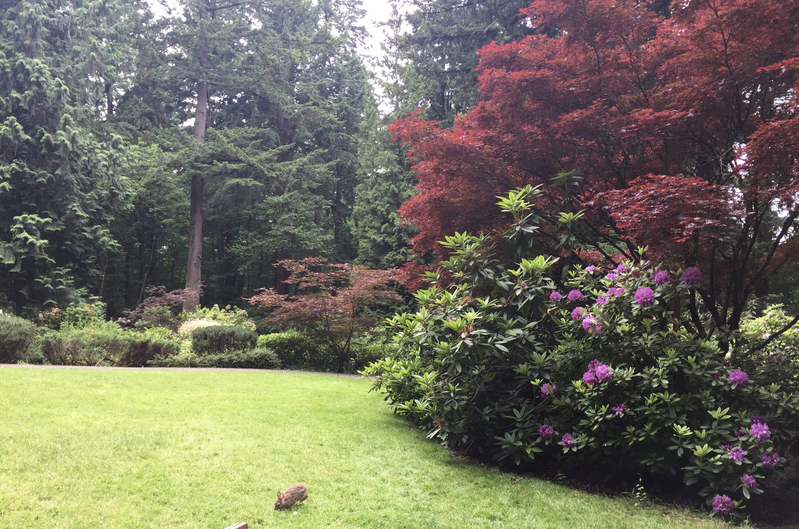 alt="trees & shrubs in background with rabbit eating grass"