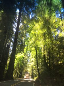 alt="road behind a tanker through the trees"