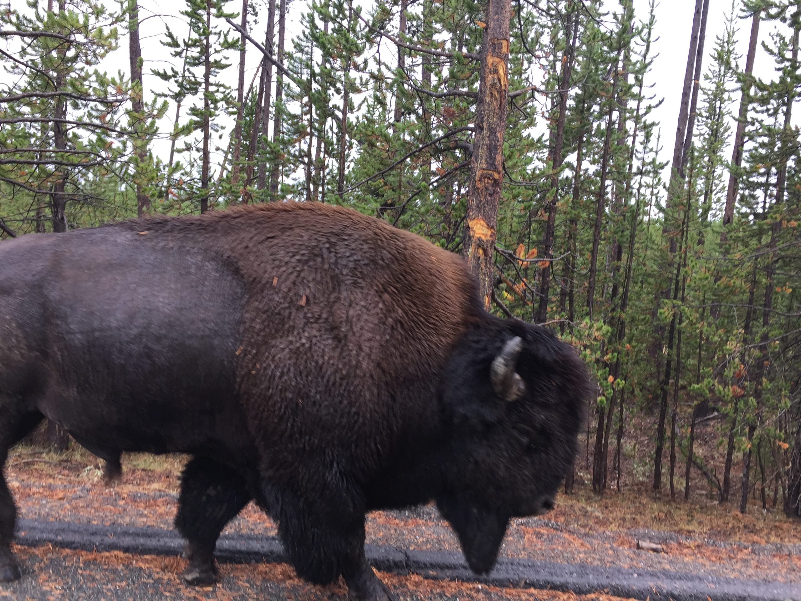alt="large bison as it passed the RV window"