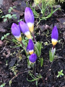 alt="crocus flowers"