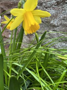 alt="small daffodil"