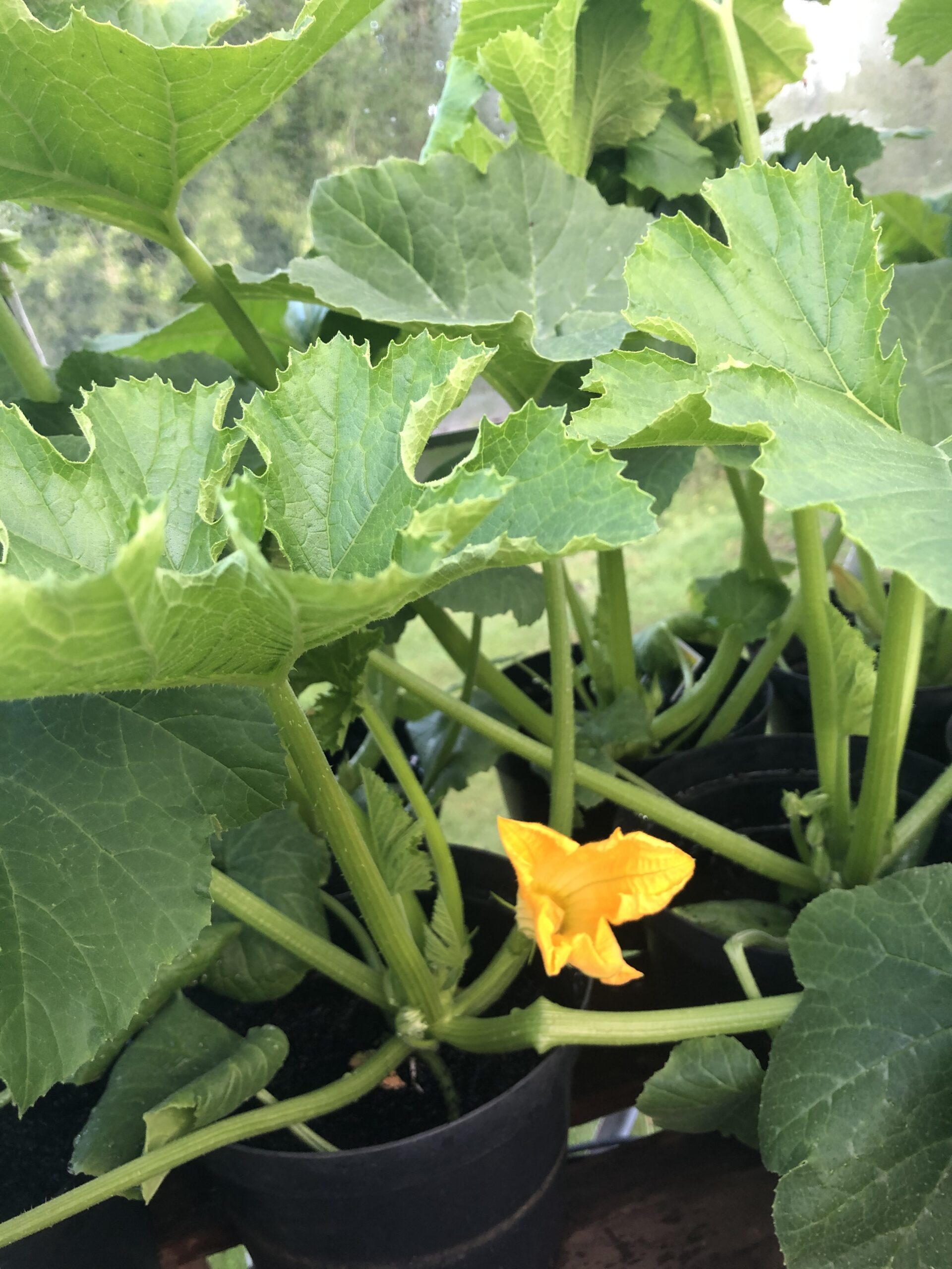 alt="leaves of vegetable with a flower"