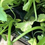 alt="close up of plant"