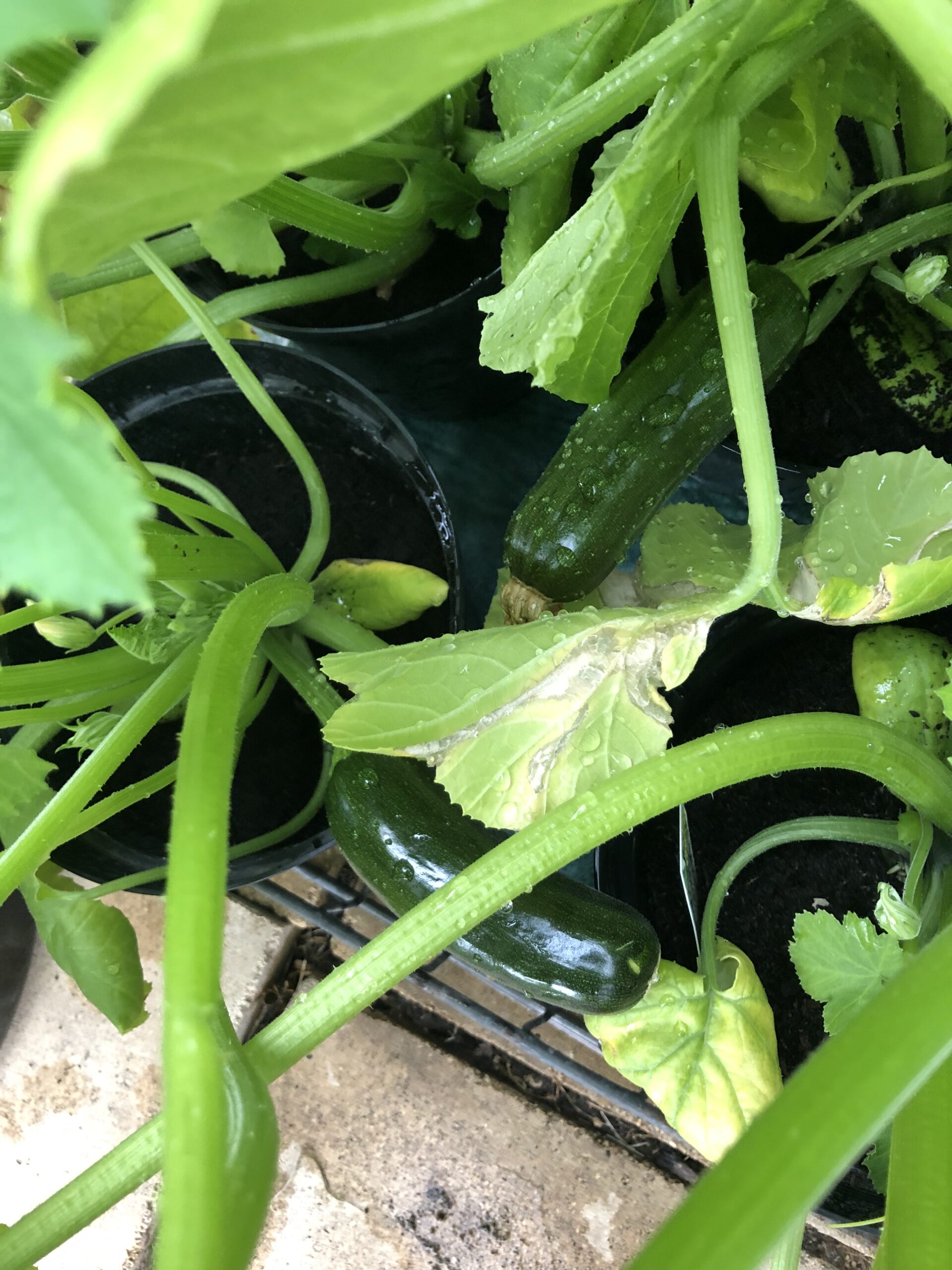 alt="close up of plant"