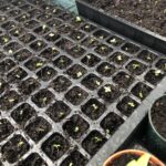 alt="try of seedlings"