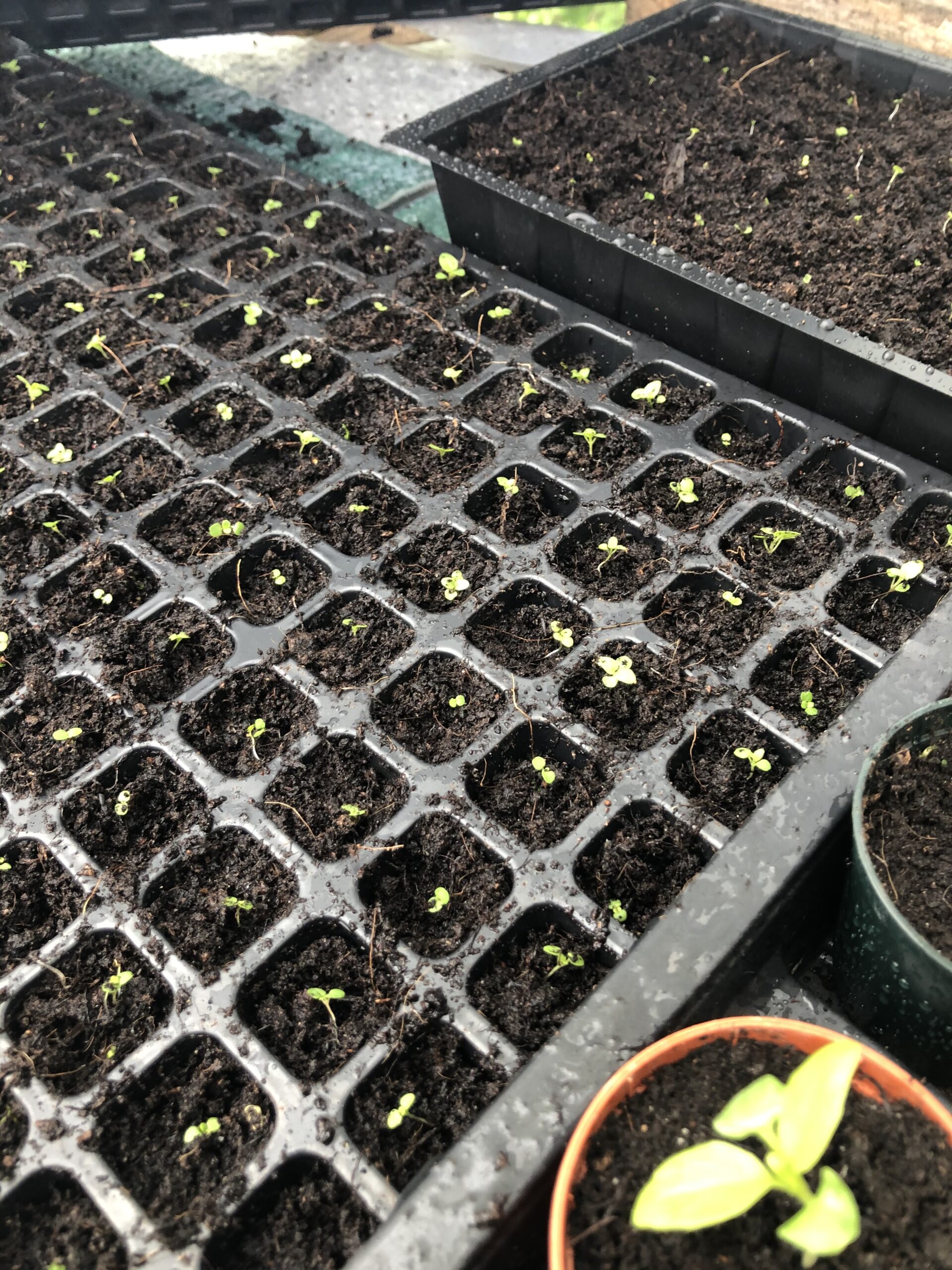 alt="try of seedlings"