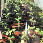 alt="rows of plant pots with plants in them"