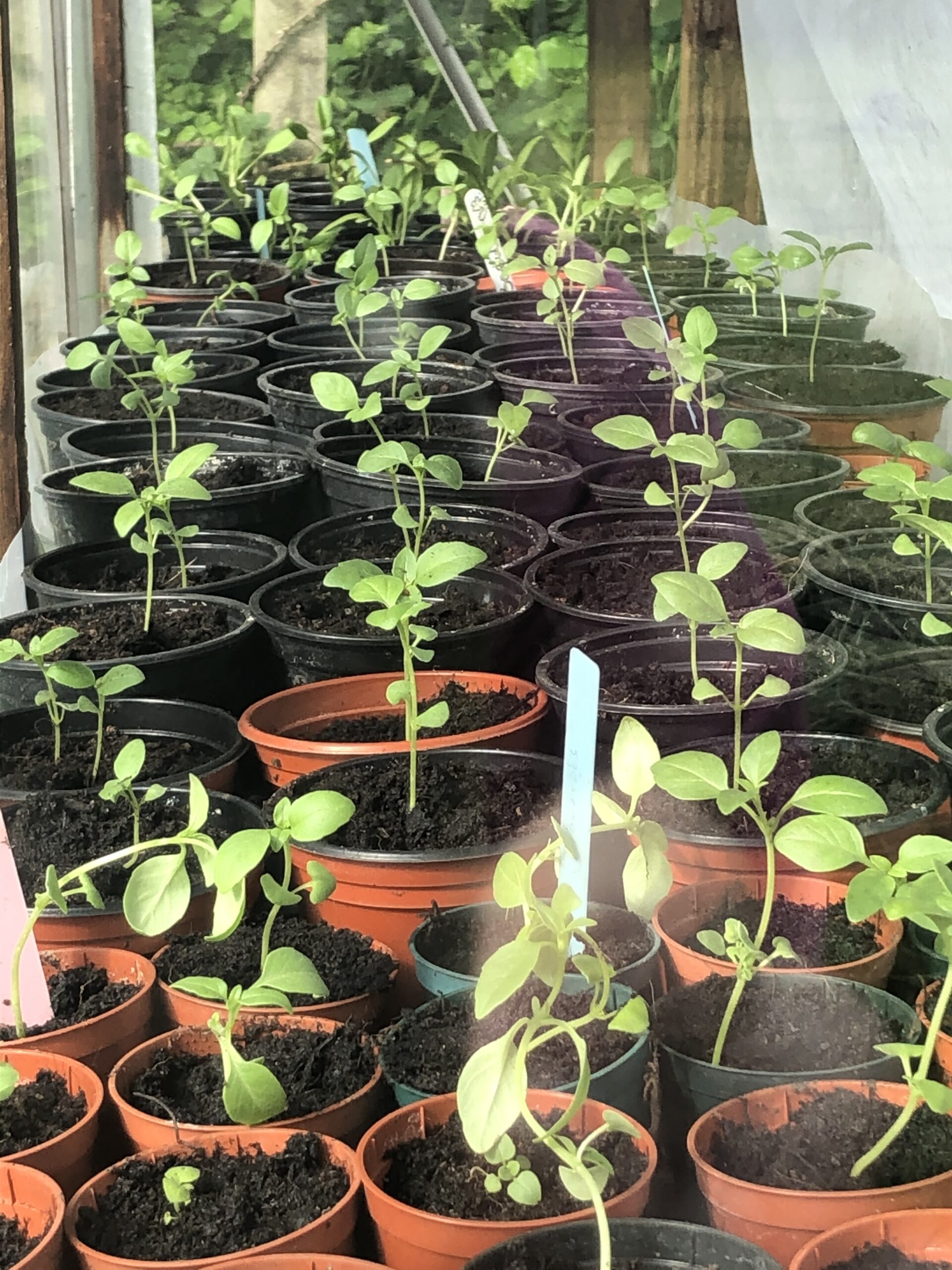 alt="rows of plant pots with plants in them"
