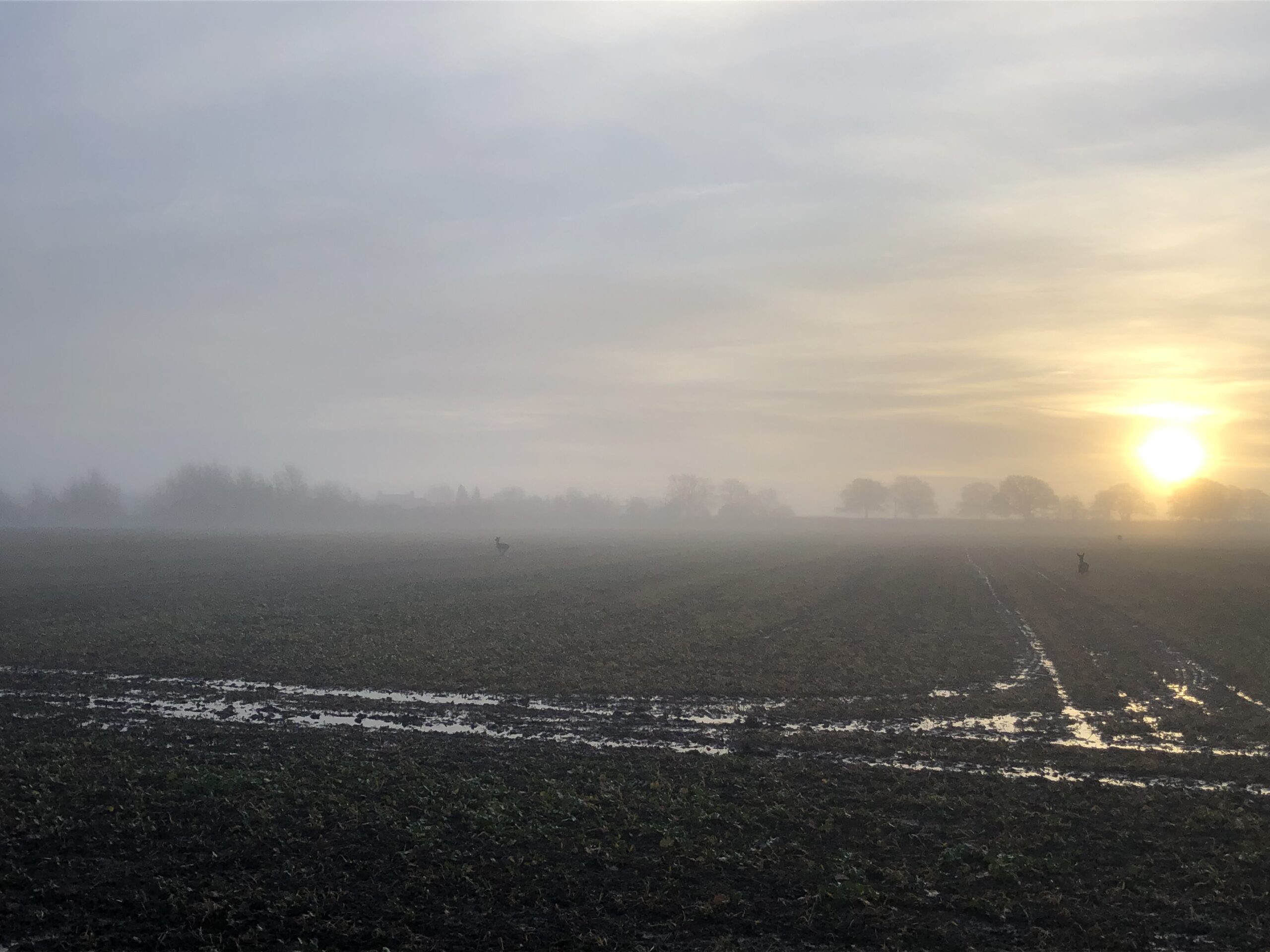 alt="muddy field with mist"