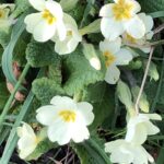 alt="small primrose flowers"