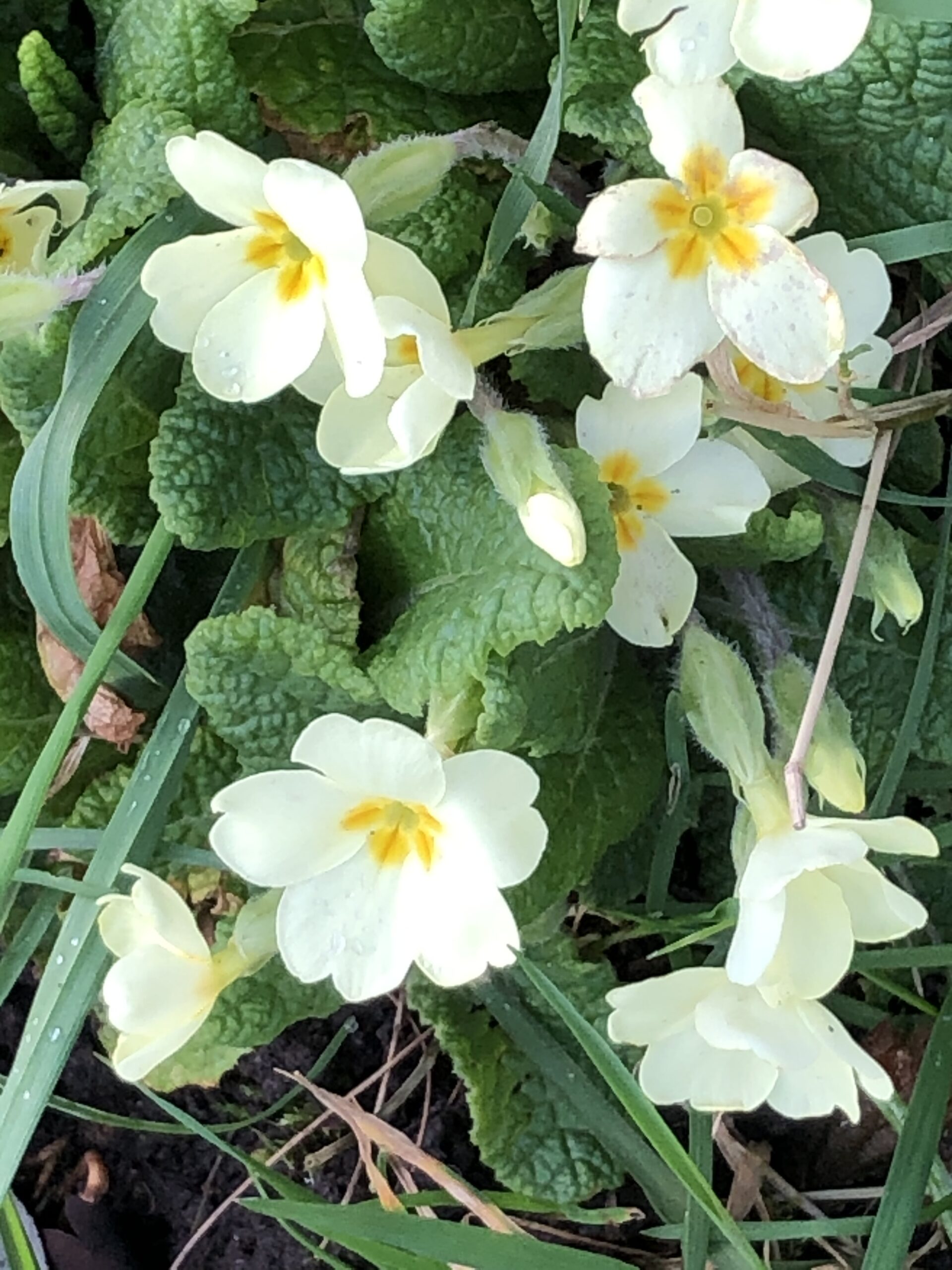 alt="small primrose flowers"