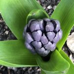 alt="hyacinth"