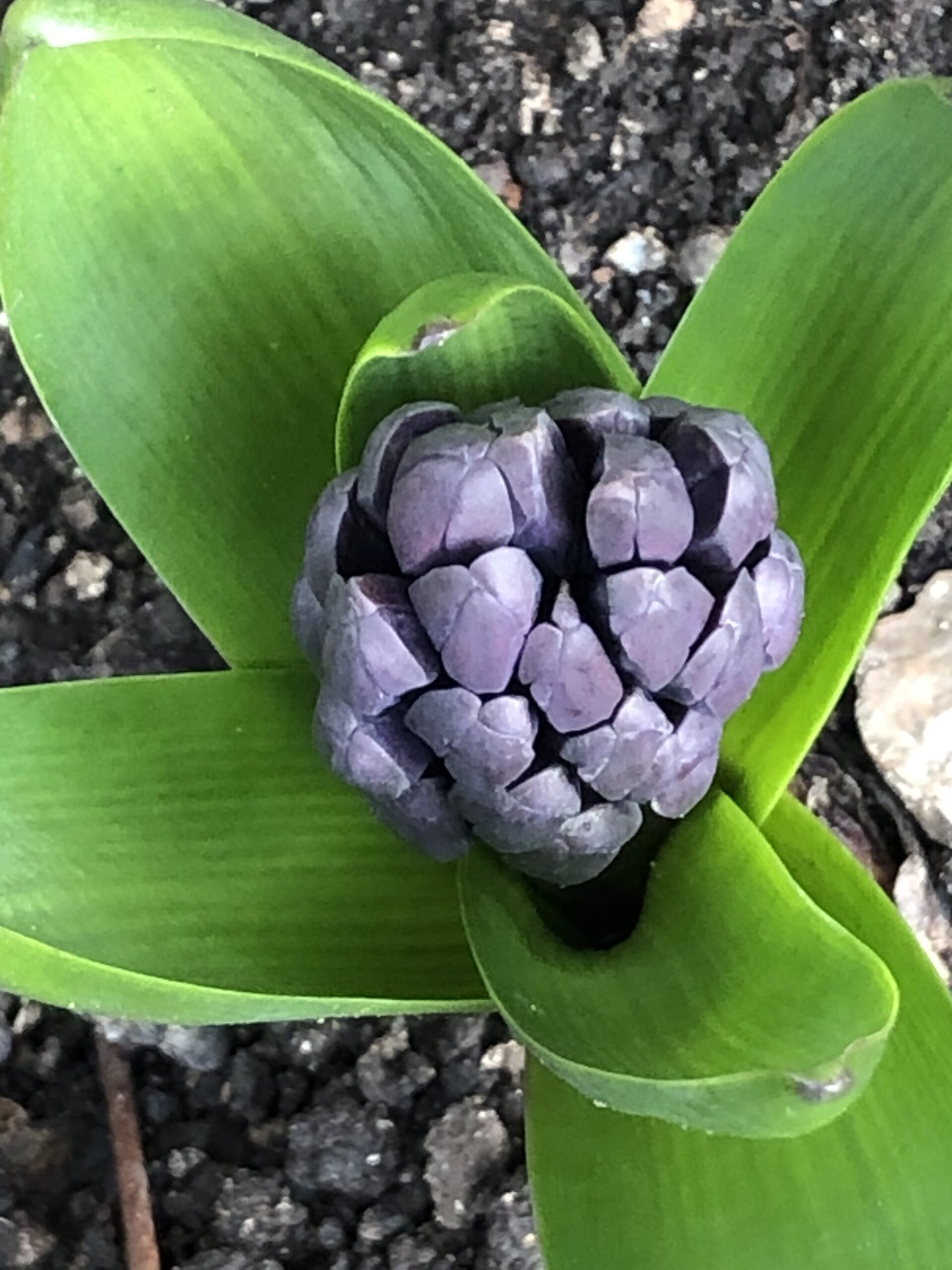 alt="hyacinth"