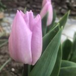 alt="tulip"