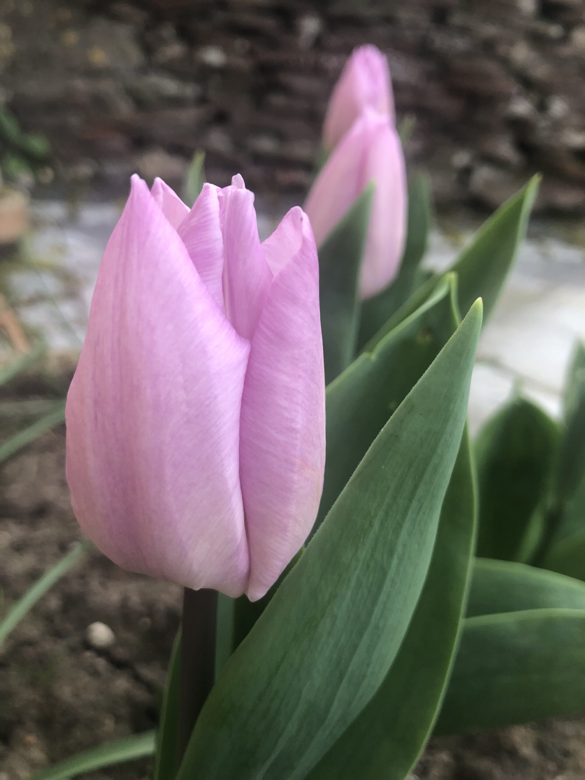 alt="tulip"
