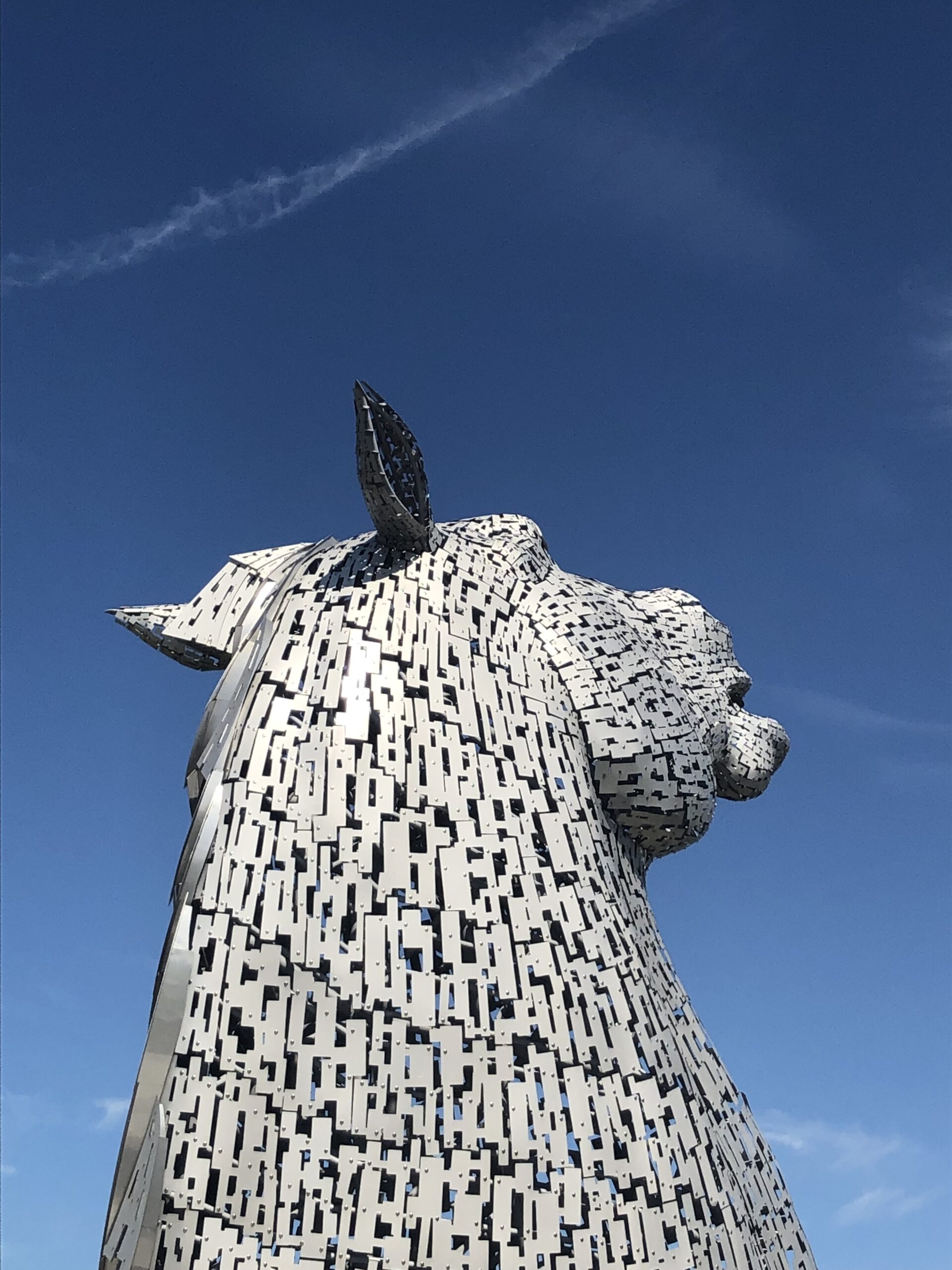 alt="horses head looking skyward"