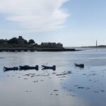 alt="mud flats with buildings in distance"