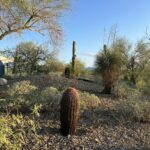 alt="cactus plants in ground"
