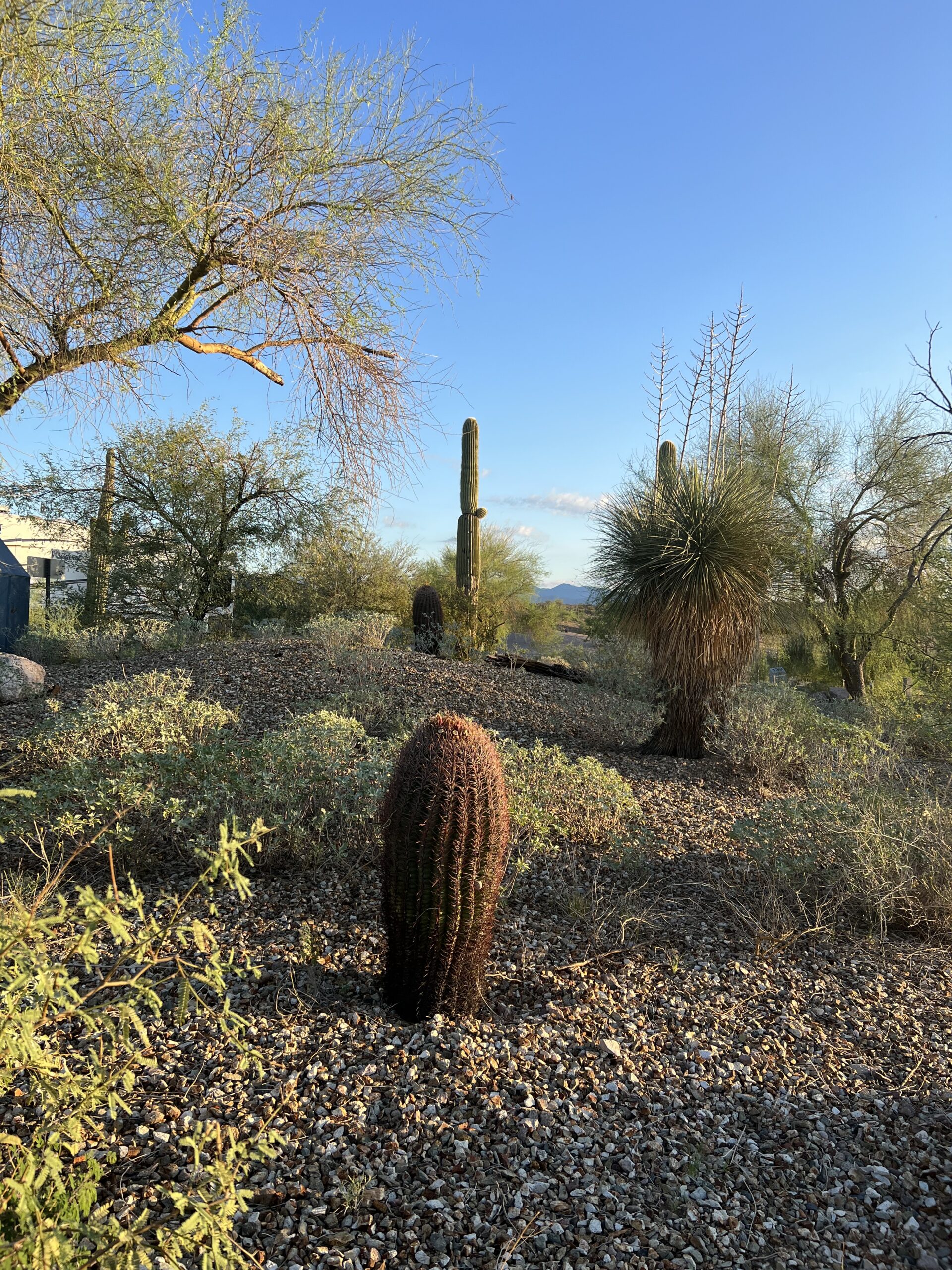 alt="cactus plants in ground"