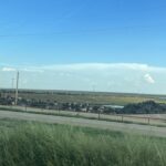 alt="grass with lots of cattle in a the distance"