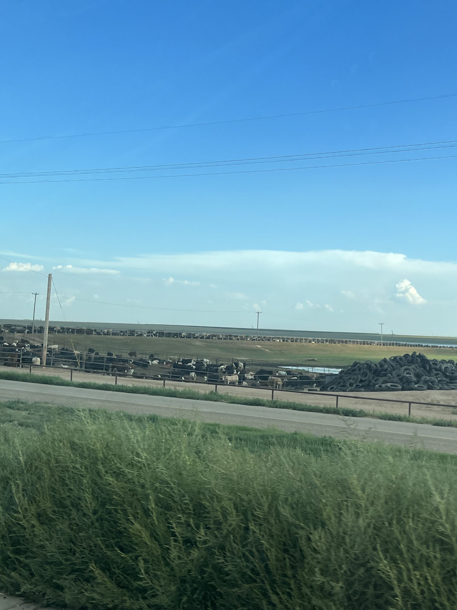 alt="grass with lots of cattle in a the distance"