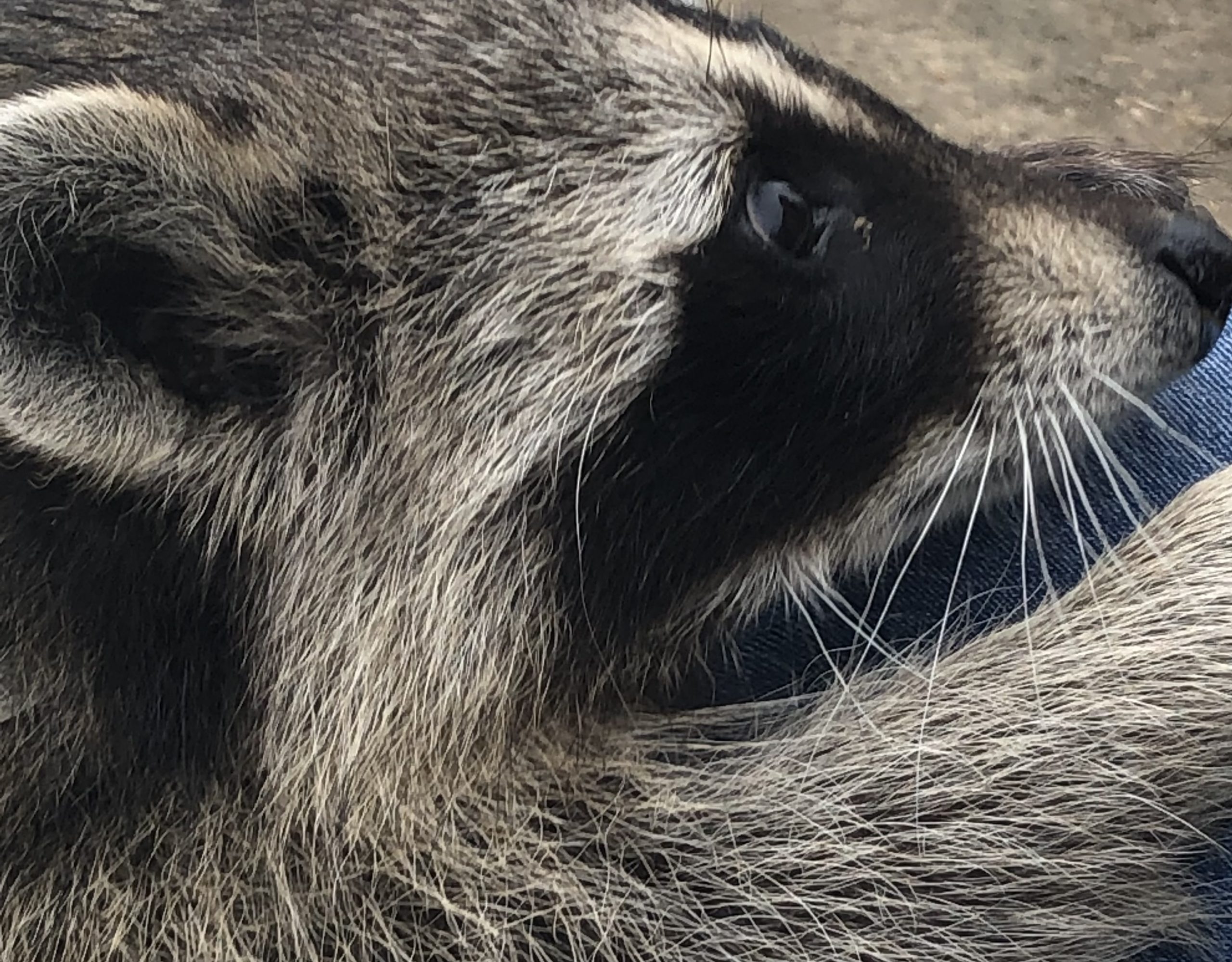 alt=" close up of racoons face"