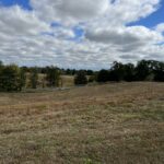 alt="grass land with trees"