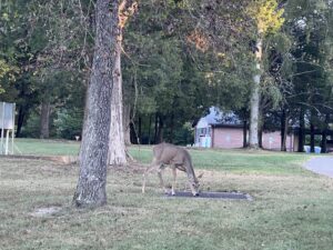 alt="deer grazing on grass"