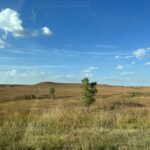 alt="grass land with tree"