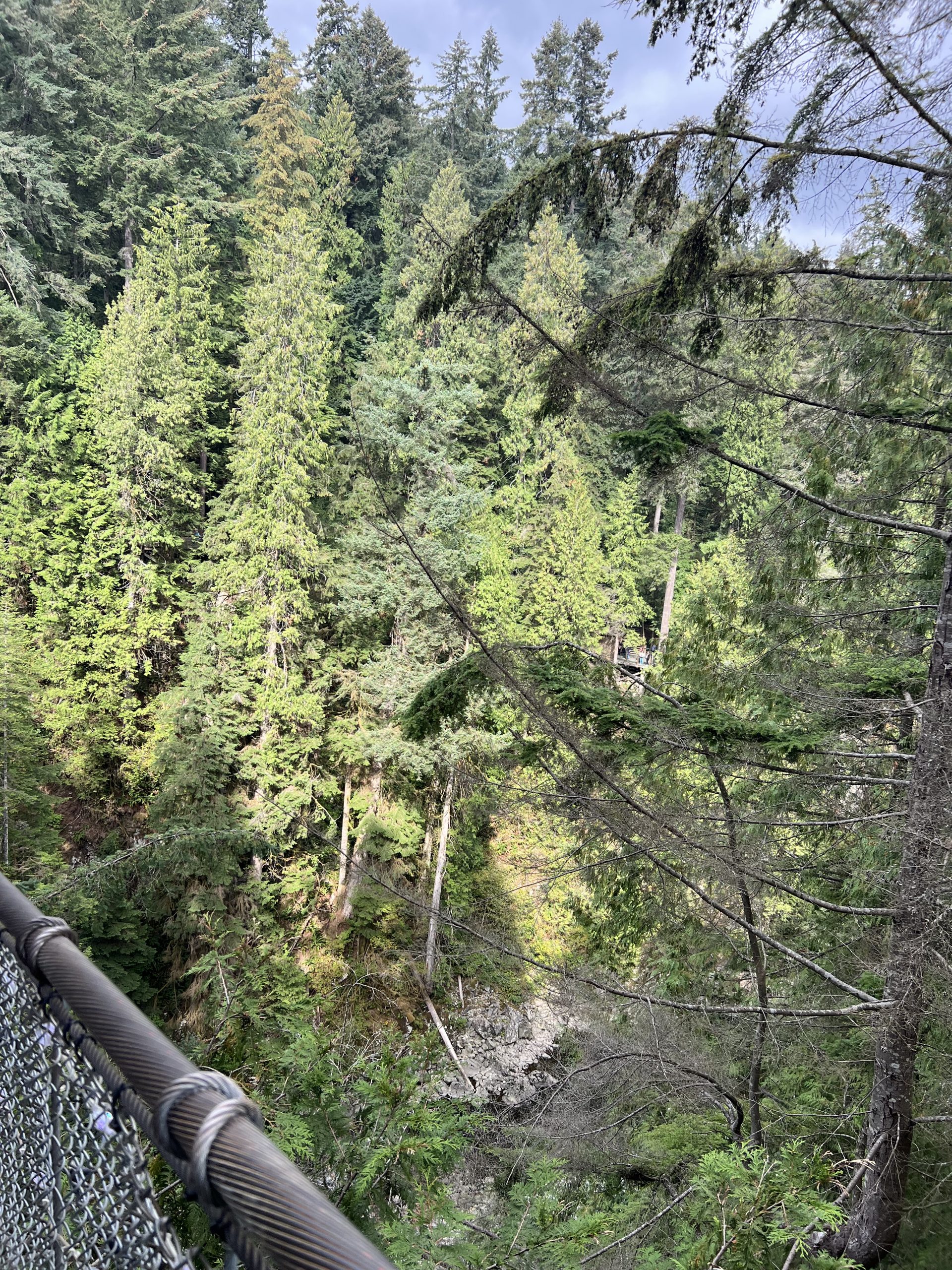 alt="looking over the edge of swing bridge to trees below"