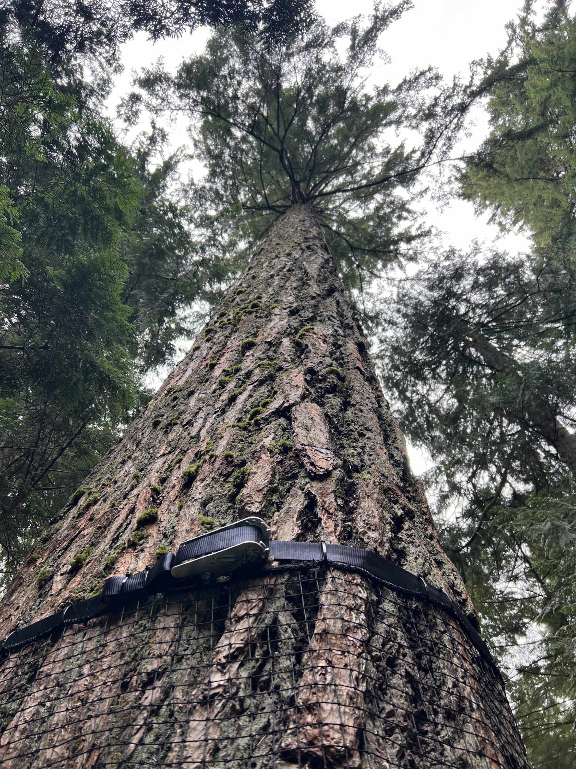 alt="looking up to a treee canopy from ground"
