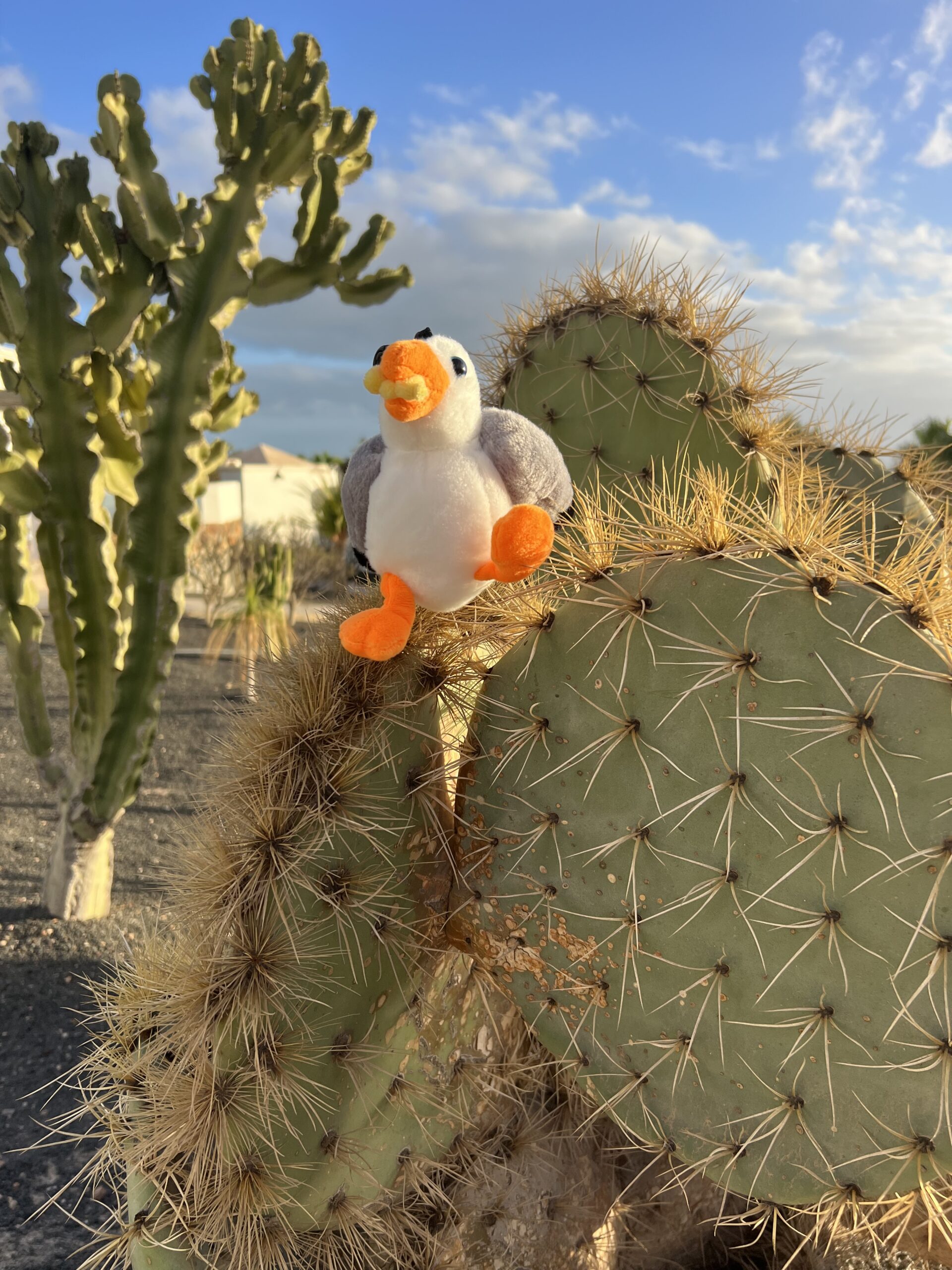 alt="soft toy seagull sat on a cactus plant"
