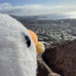 alt="soft toy seagull looking over the bay"