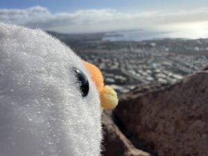 alt="soft toy seagull looking over the bay"