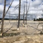 alt="dead trees"