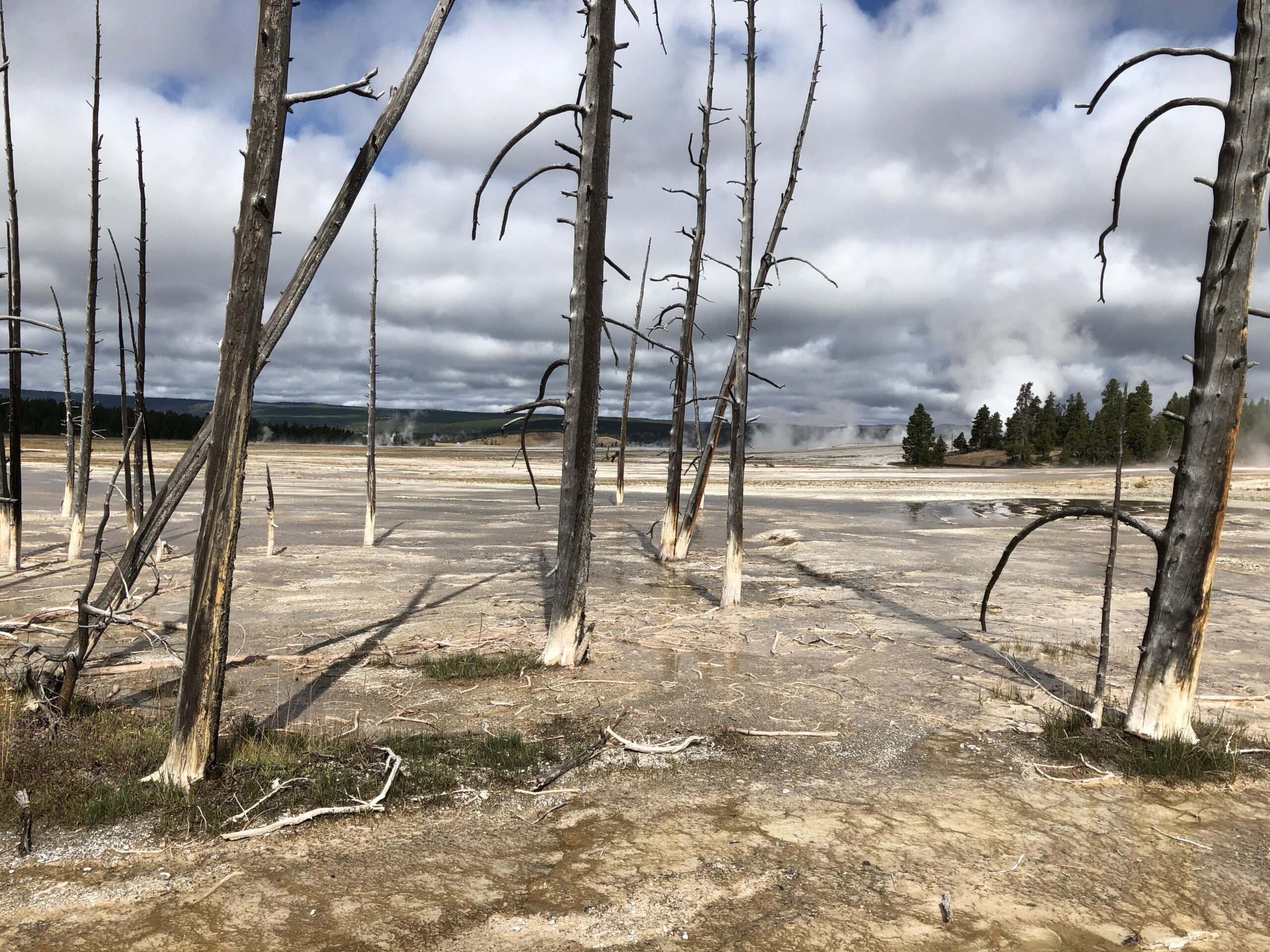 alt="dead trees"