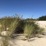 alt="sandy beach with grass"