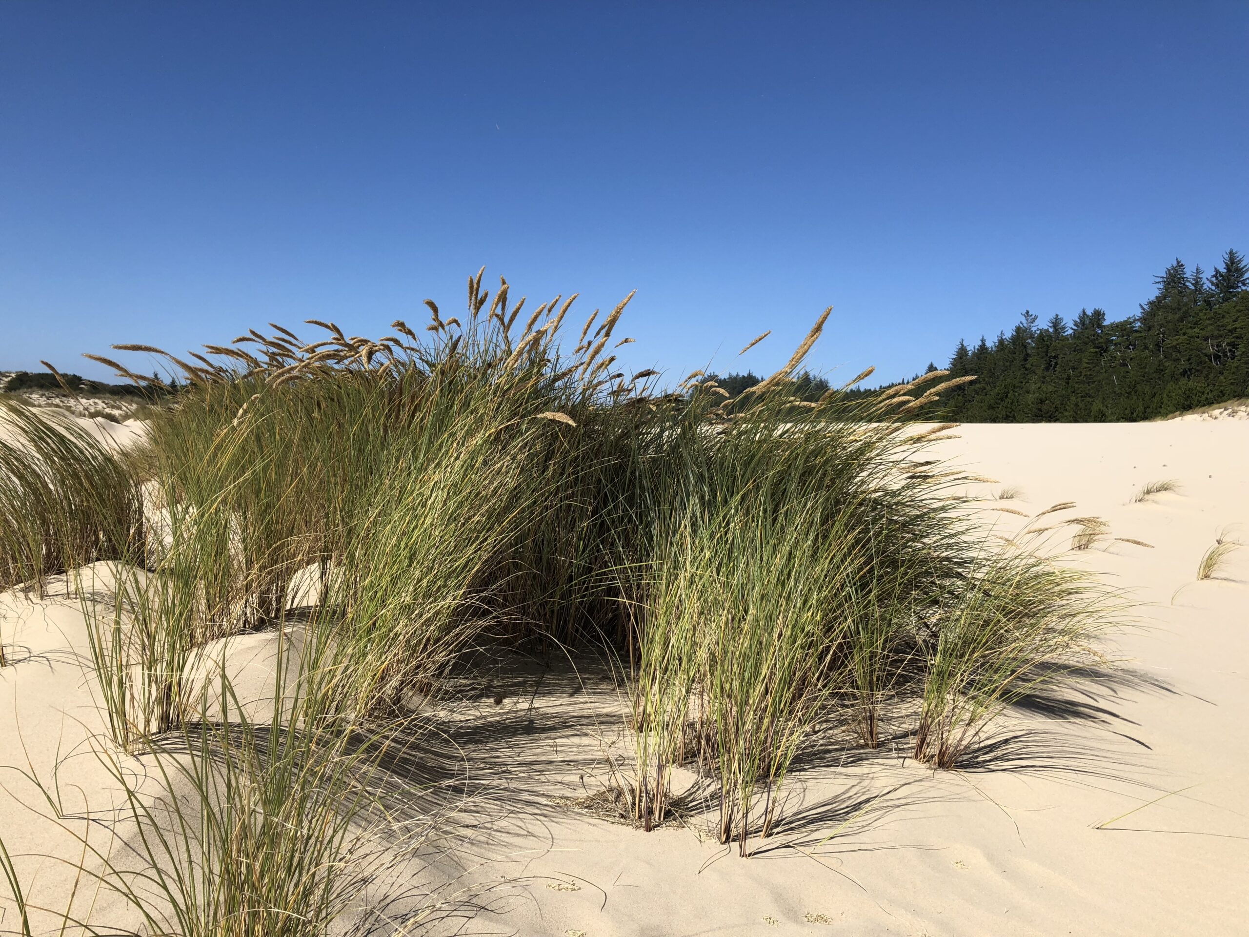 alt="sandy beach with grass"