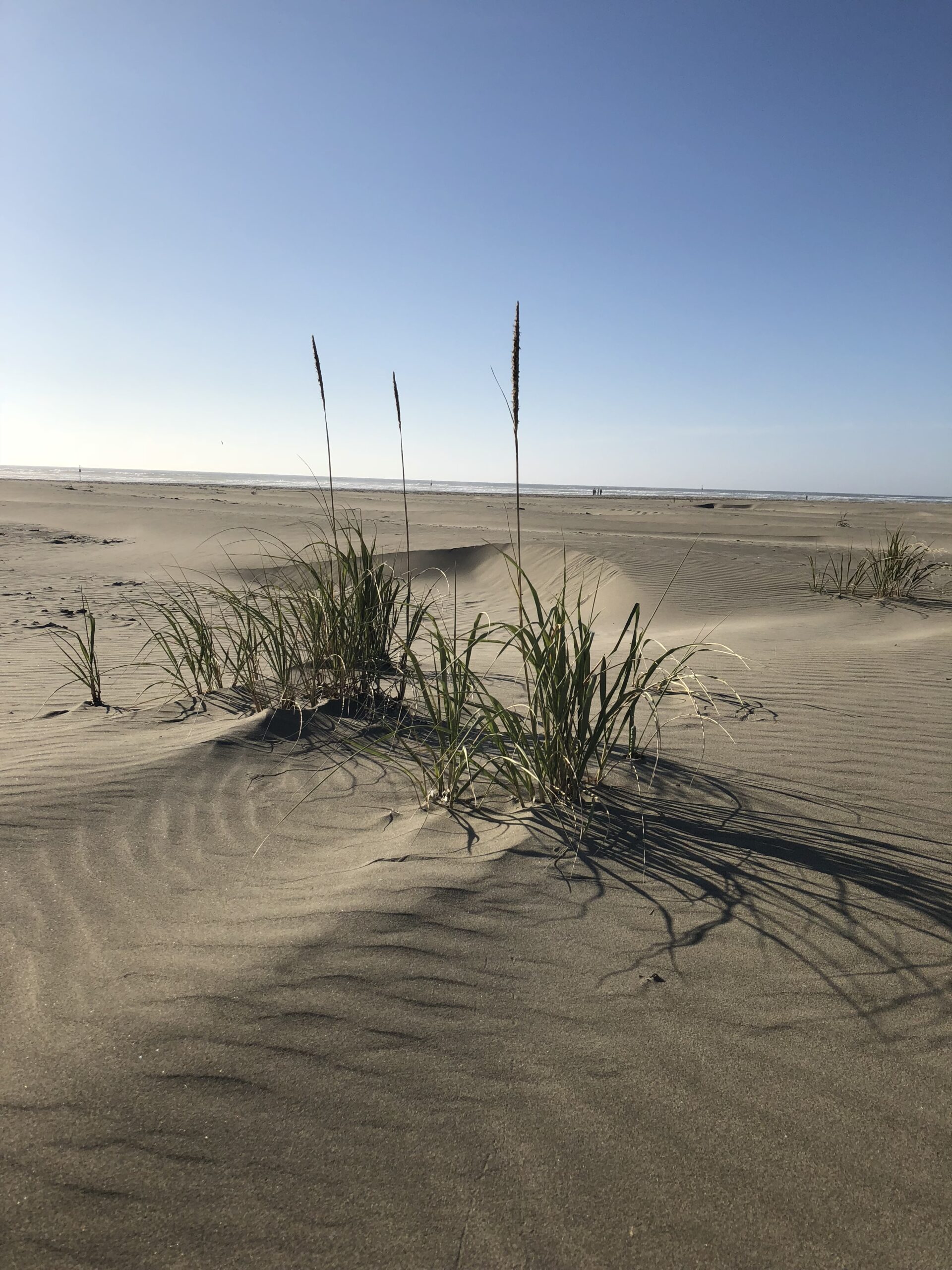 alt"small sand dunes with grass & sea in distance"