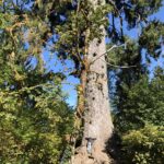 alt="person hugging large tree"