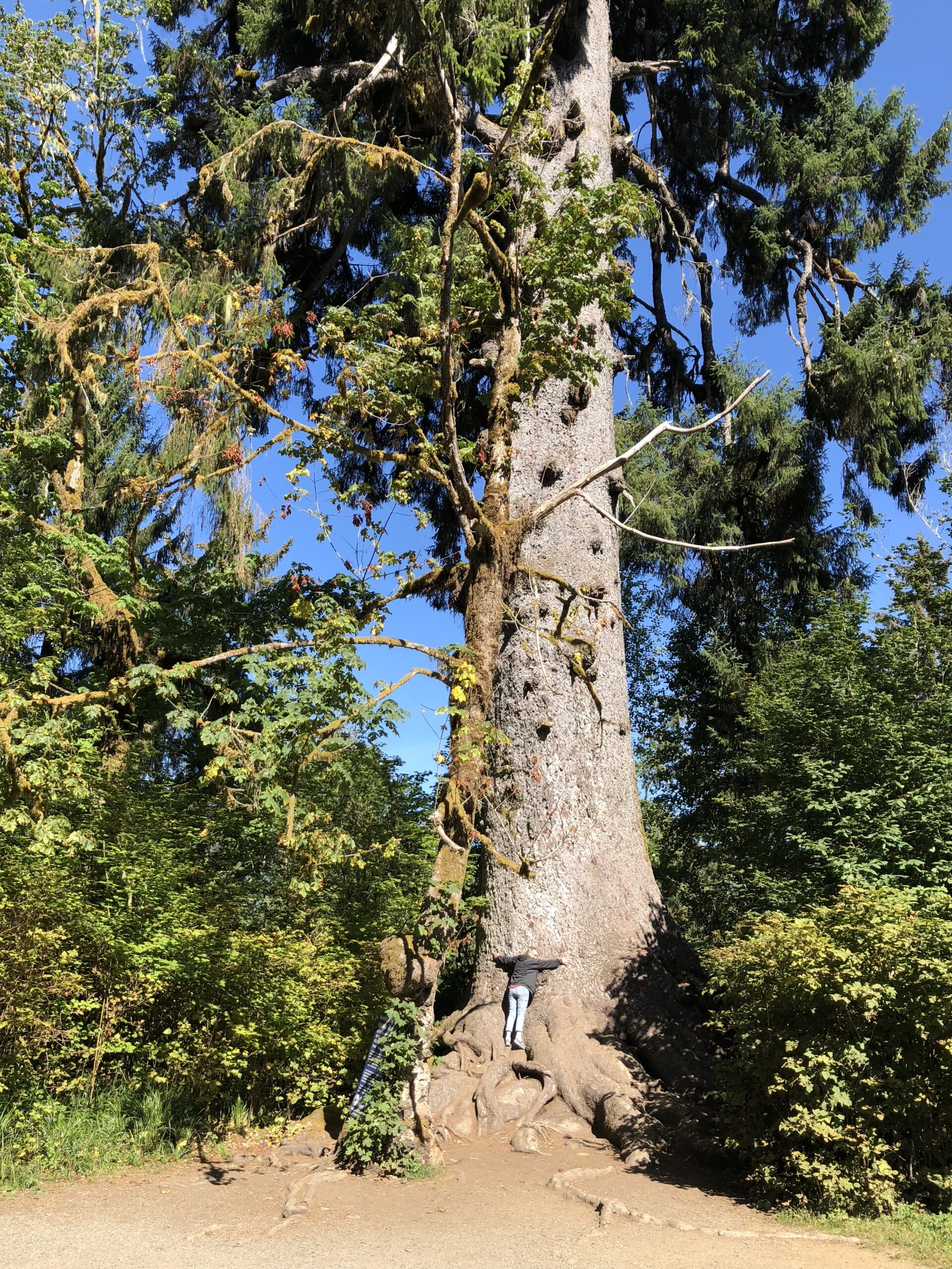 alt="person hugging large tree"