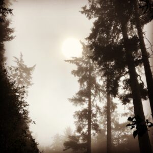 alt="misty trees with sun trying to shine through"