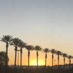 alt="row of palm trees at sunset"