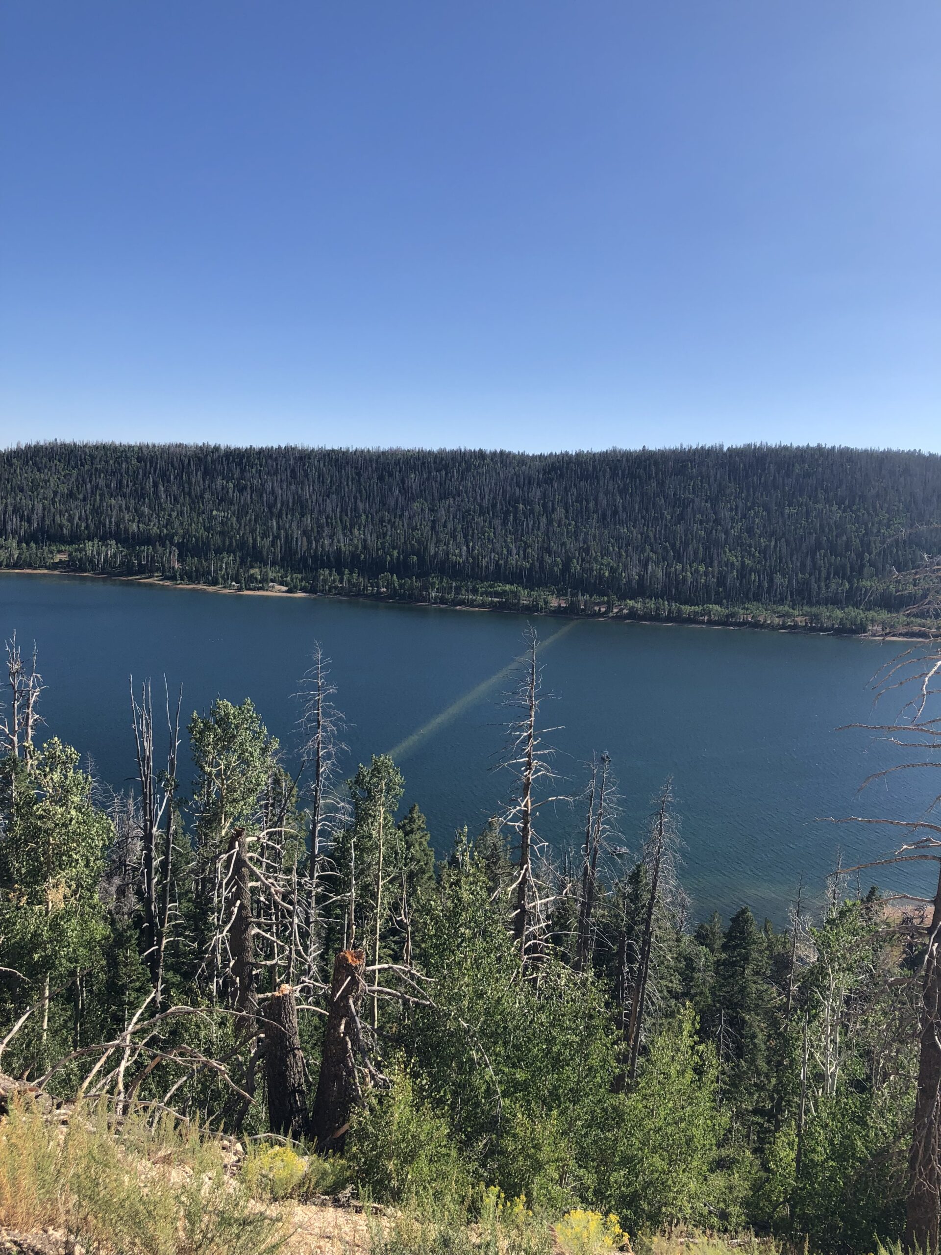 alt="trees on a bank with lake in background"
