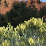alt="local vegetation with rocks in background"