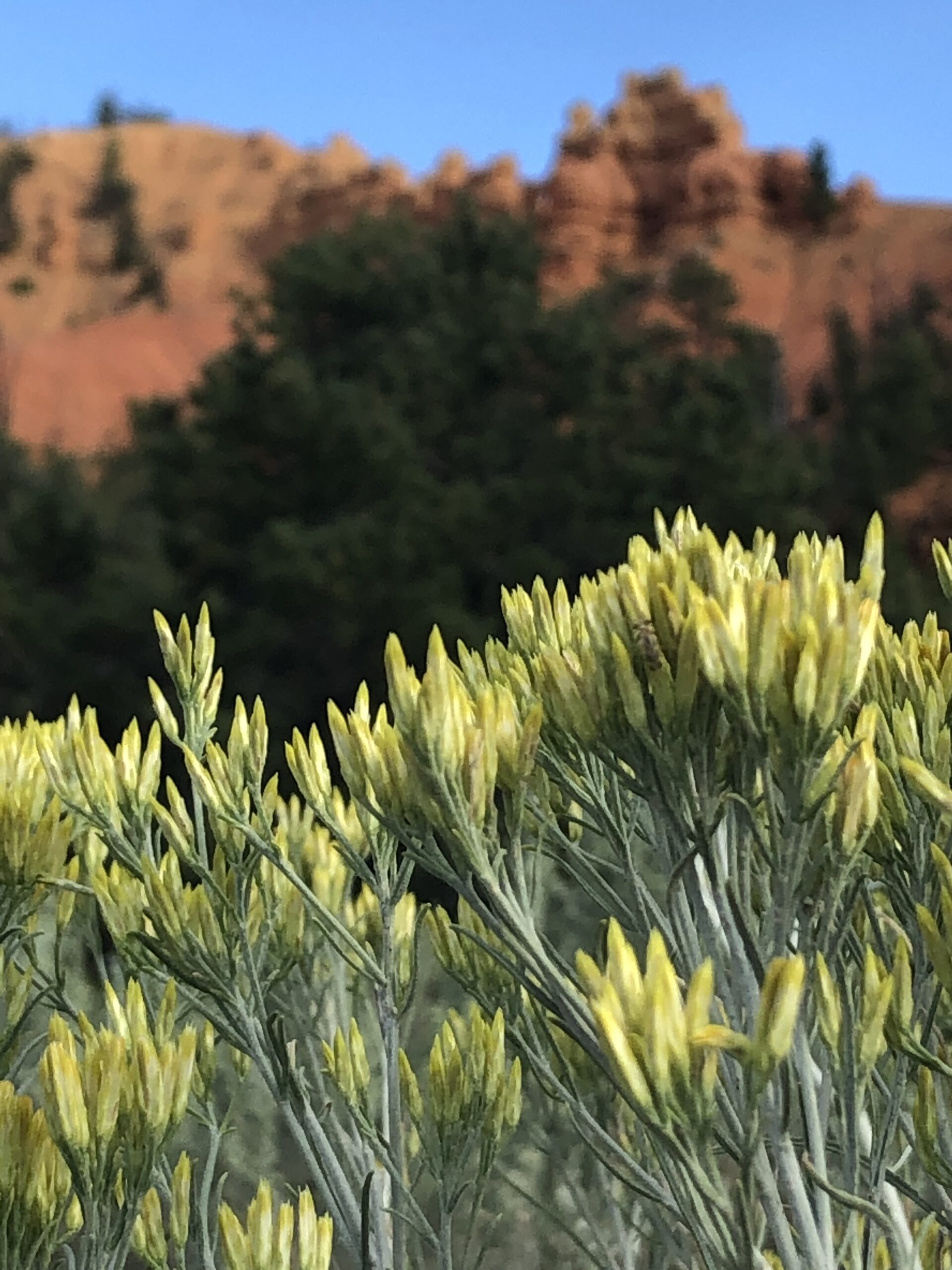 alt="local vegetation with rocks in background"