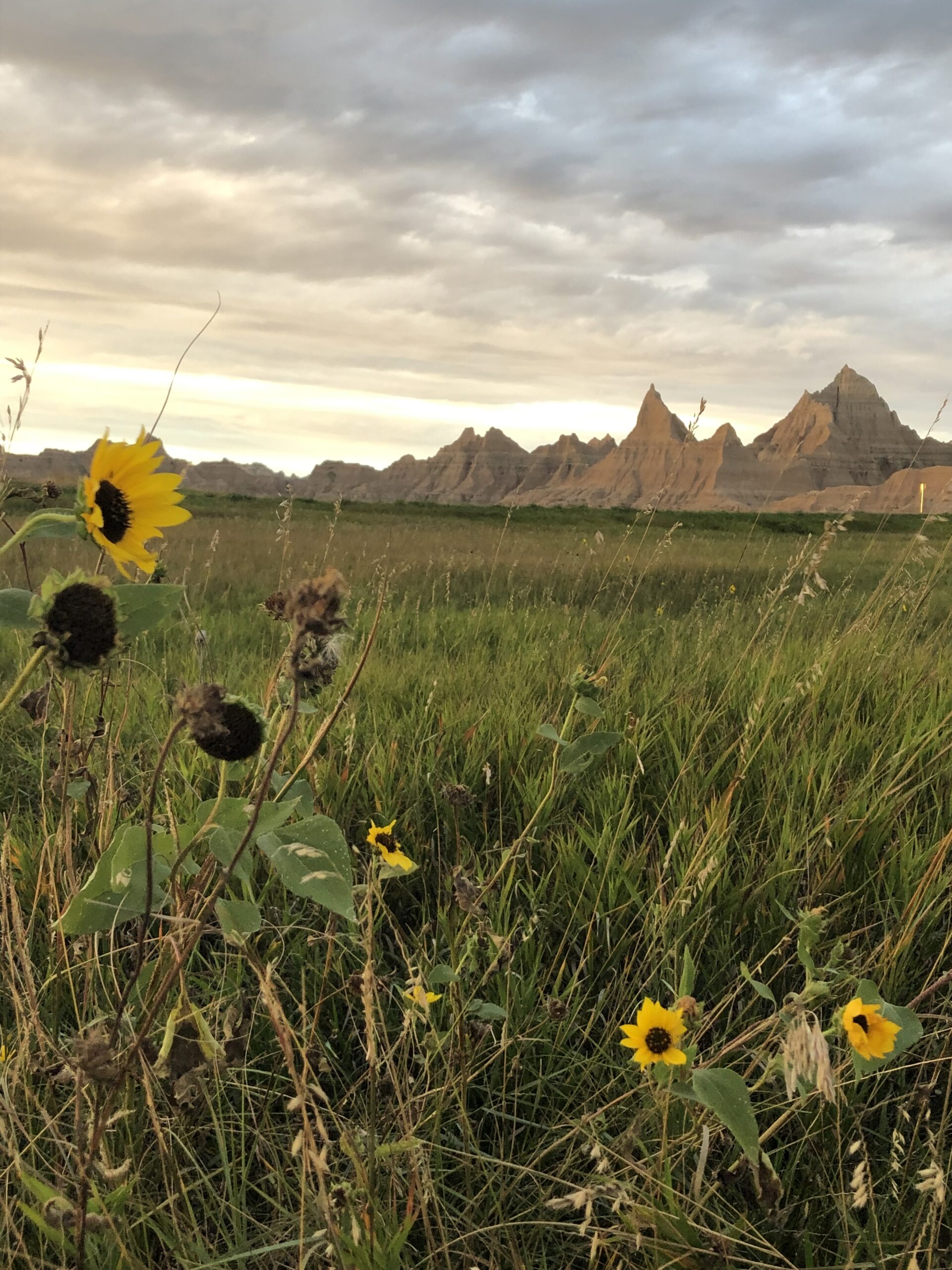 alt="badlands with flowers in foreground"