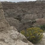 alt="small plant with rocky background"