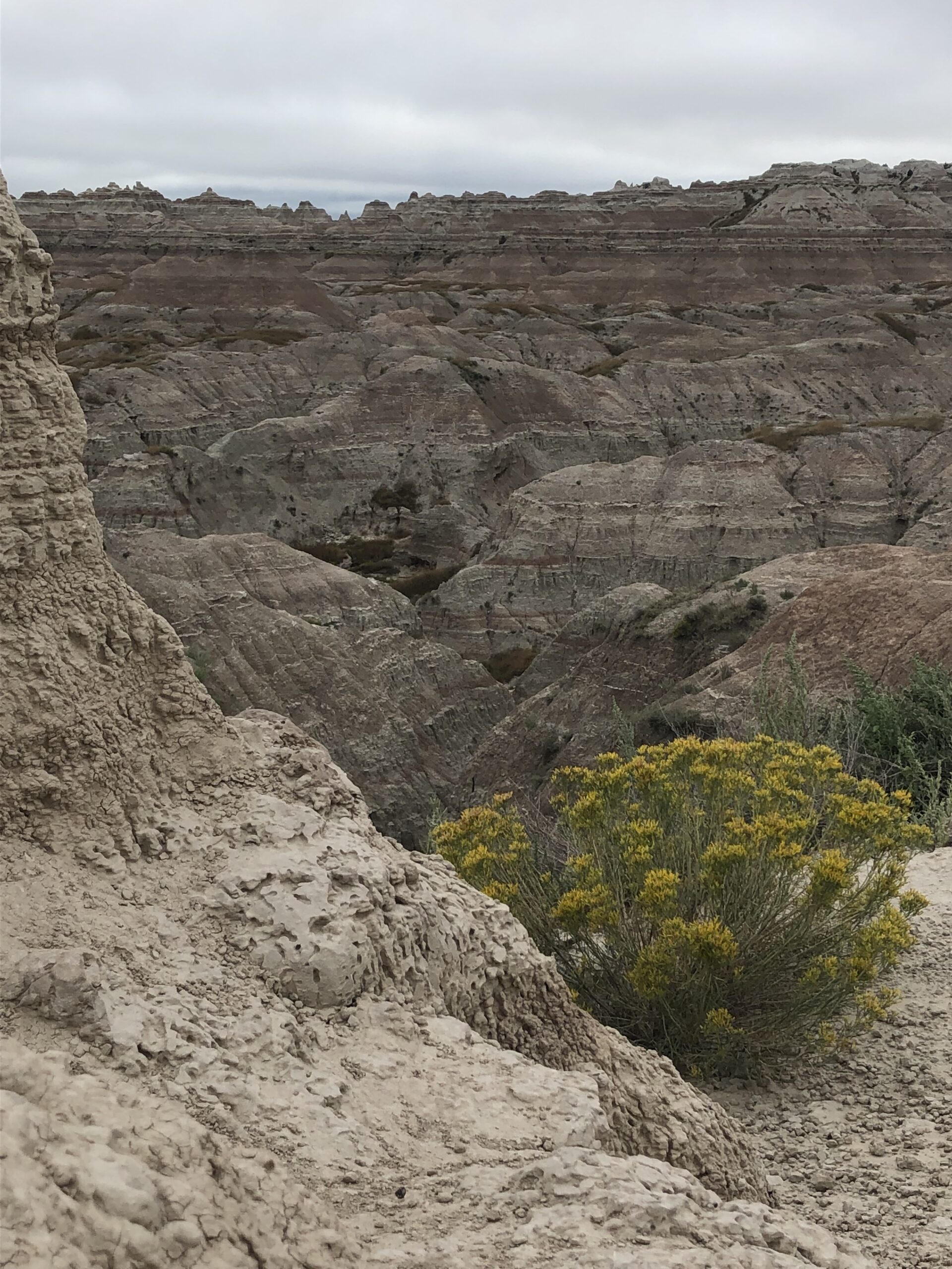 alt="small plant with rocky background"