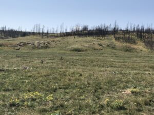 alt="prairie dogs in the grass"